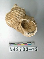 藏品(螺殼)的圖片